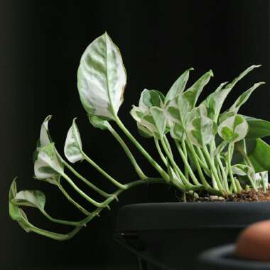 Epipremnum aureum 'Glacier'