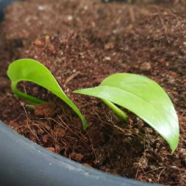 Epipremnum aureum  syn. Epipremnum pinnatum 'Aureum', Scindapsus aureus, Pothos aureus, Rhaphidophora aurea