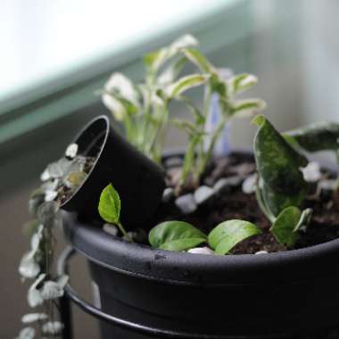 Epipremnum aureum  syn. Epipremnum pinnatum 'Aureum', Scindapsus aureus, Pothos aureus, Rhaphidophora aurea