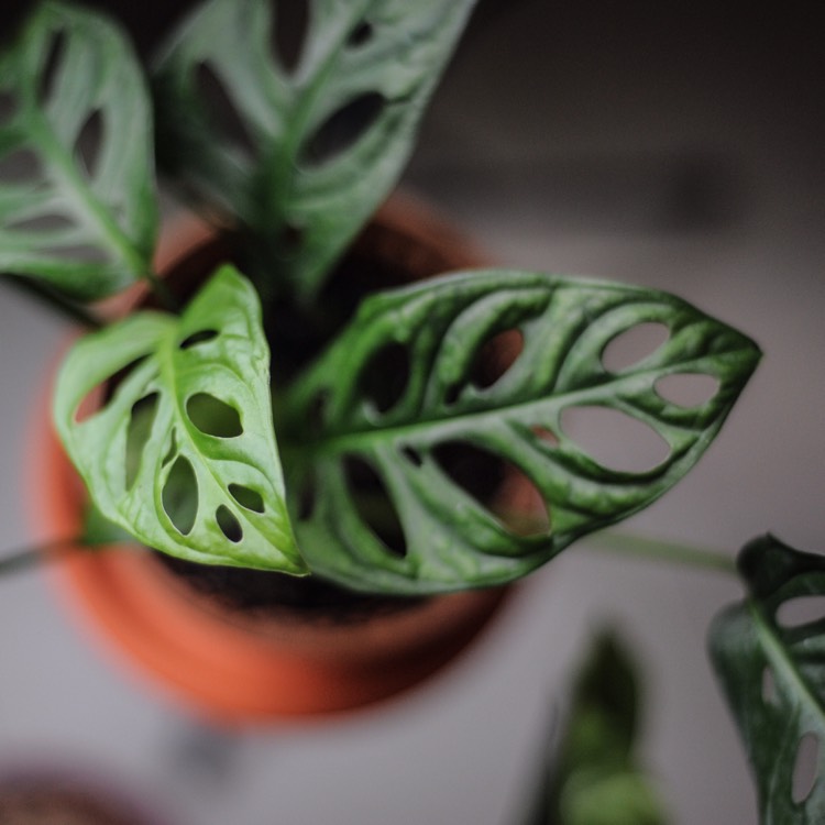 Plant image Monstera obliqua 'Leichtlinii'