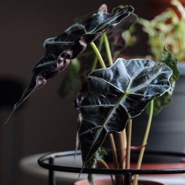 Alocasia x amazonica 'Polly'