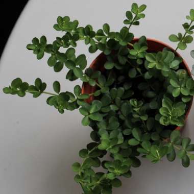 Peperomia Tetraphylla