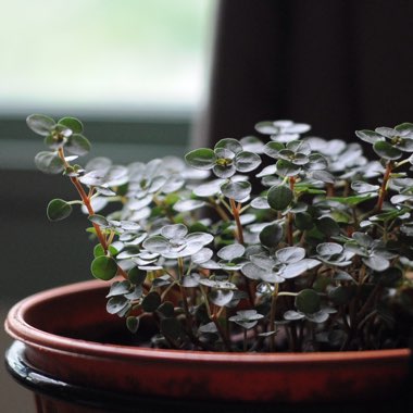 Pilea glauca 'Red Stem Tears'