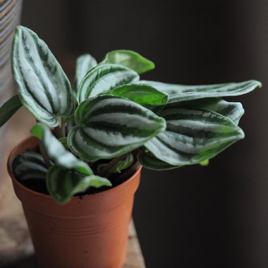 Peperomia verschaffeltii