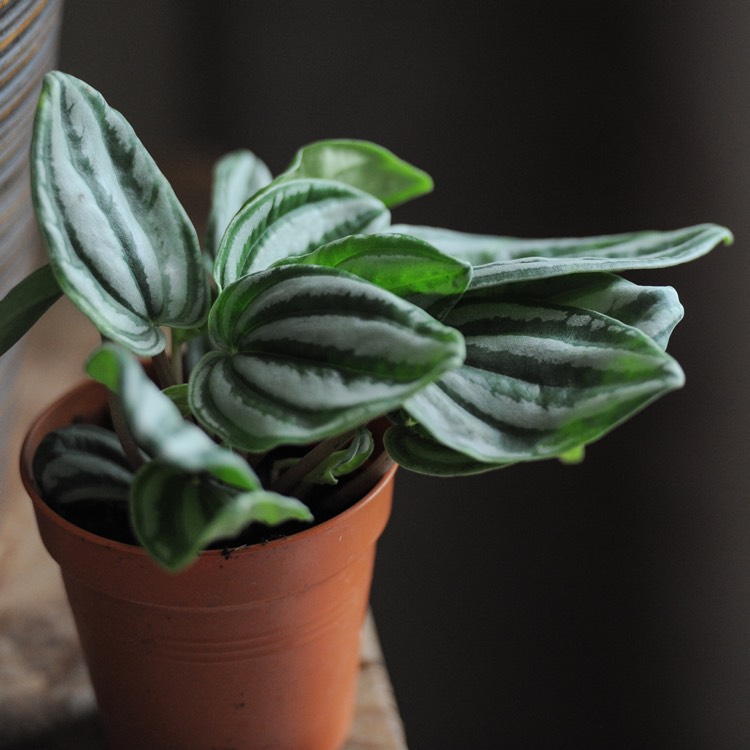 Plant image Peperomia verschaffeltii