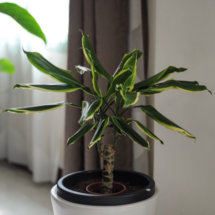 Plant image Dracaena fragrans 'Golden Coast'