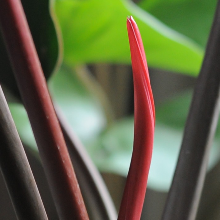 Plant image Philodendron 'Rojo Congo' syn. Philodendron 'Congo Rojo', Philodendron 'Red Congo'