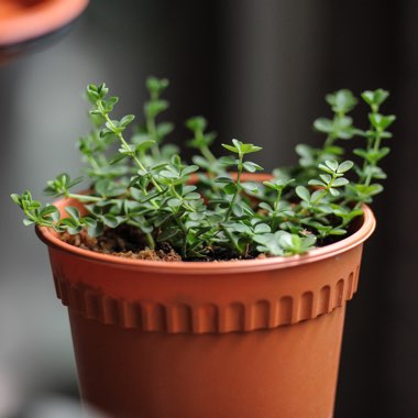 Peperomia Tetraphylla