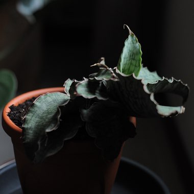 Sansevieria kirkii 'Silver Blue'