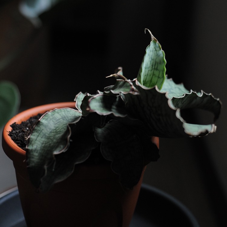 Plant image Sansevieria kirkii 'Silver Blue'