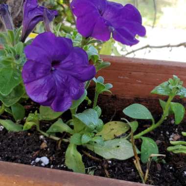 Petunia Blue