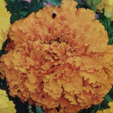 African Marigold