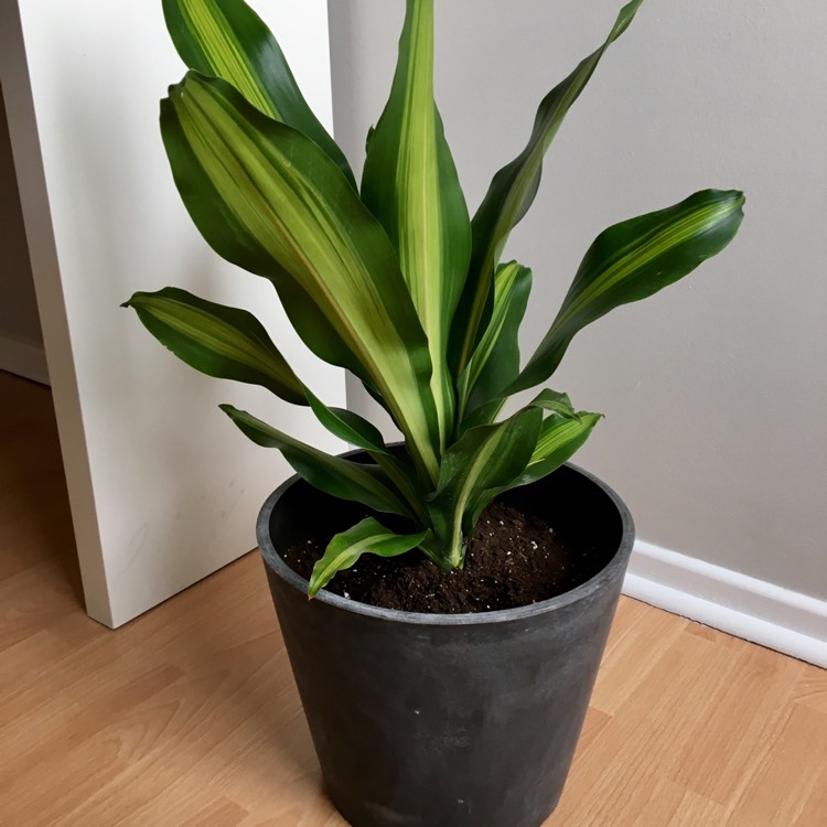 Plant image Dracaena deremensis