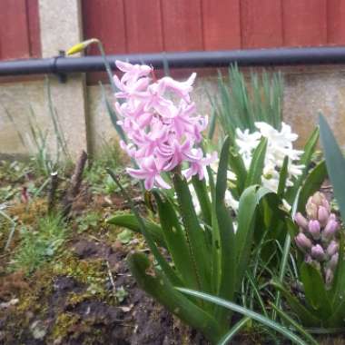 Hyacinth