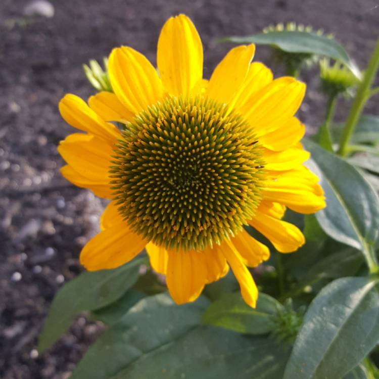 Plant image Echinacea 'Balsomselo' (Sombrero Series) syn. Echinacea 'Sombrero Sandy Yellow'