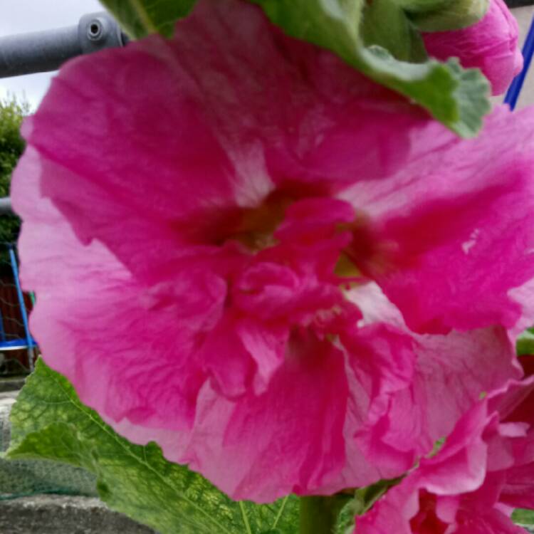 Plant image Malva Sylvestris 'Magic Hollyhock'