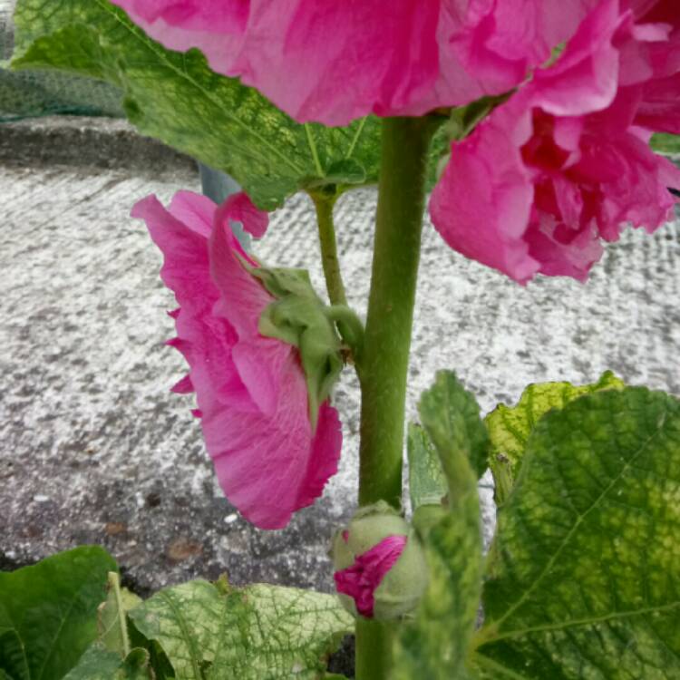 Plant image Malva Sylvestris 'Magic Hollyhock'