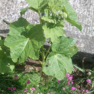 Malva 'Magic Hollyhock'