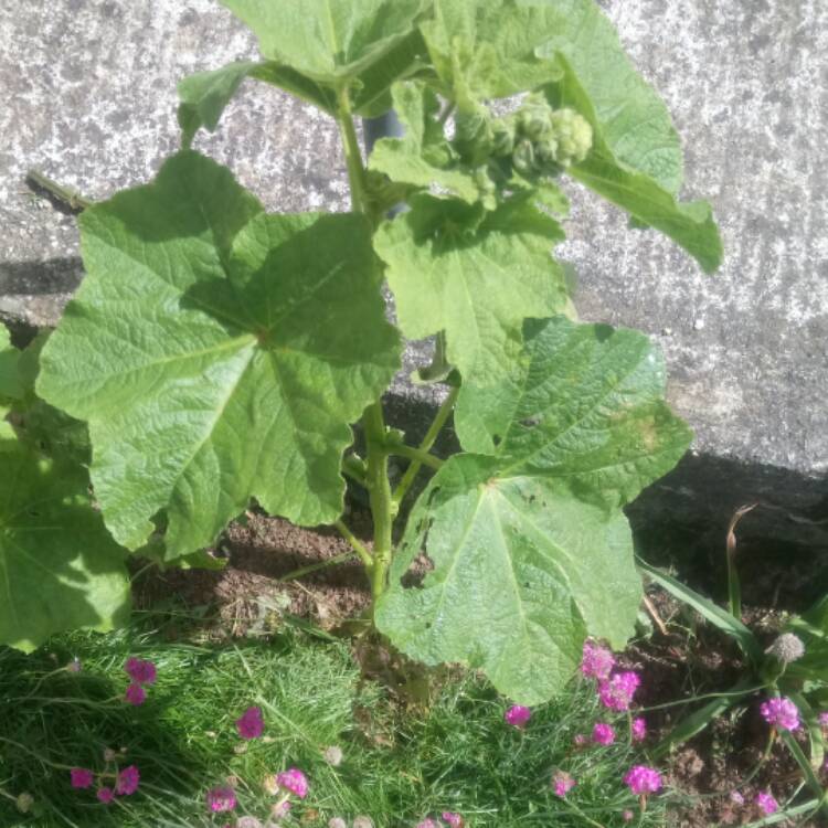 Plant image Malva Sylvestris 'Magic Hollyhock'