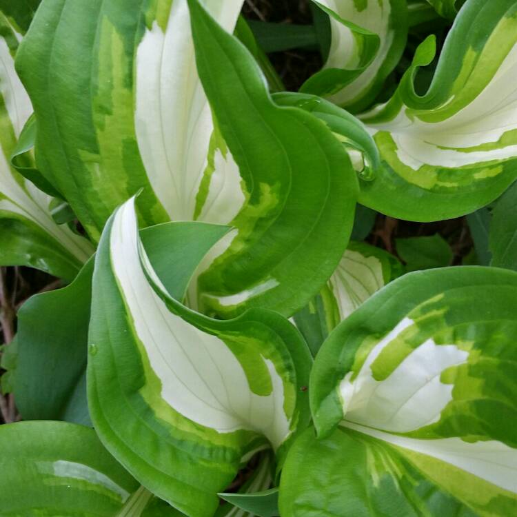 Plant image Hosta undulata var. univittata