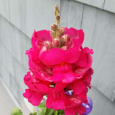 Snapdragon