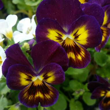 Pansy