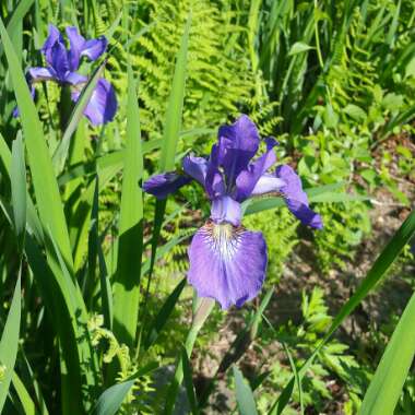 Bearded Iris