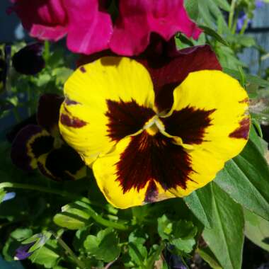 Pansy