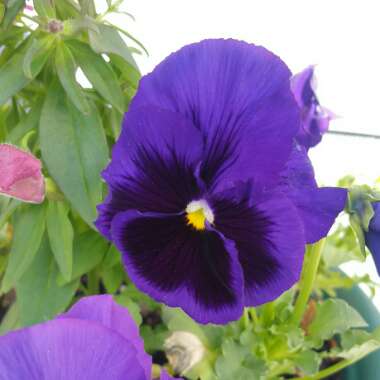 Pansy