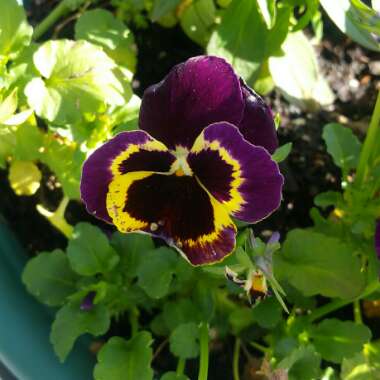 Pansy