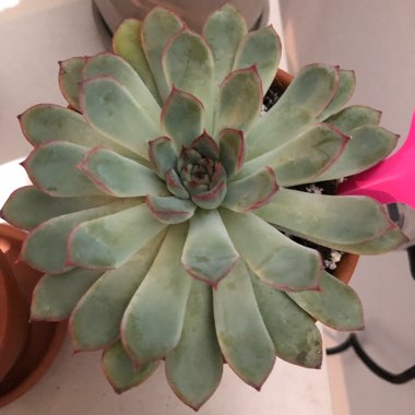 Echeveria 'Pulidonis'