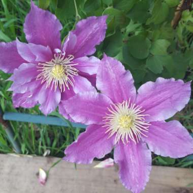 Clematis (Pruning Group 2 - Large Flowering Cultivars)