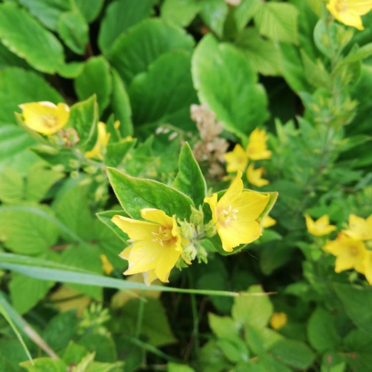 Plant image Lysimachia