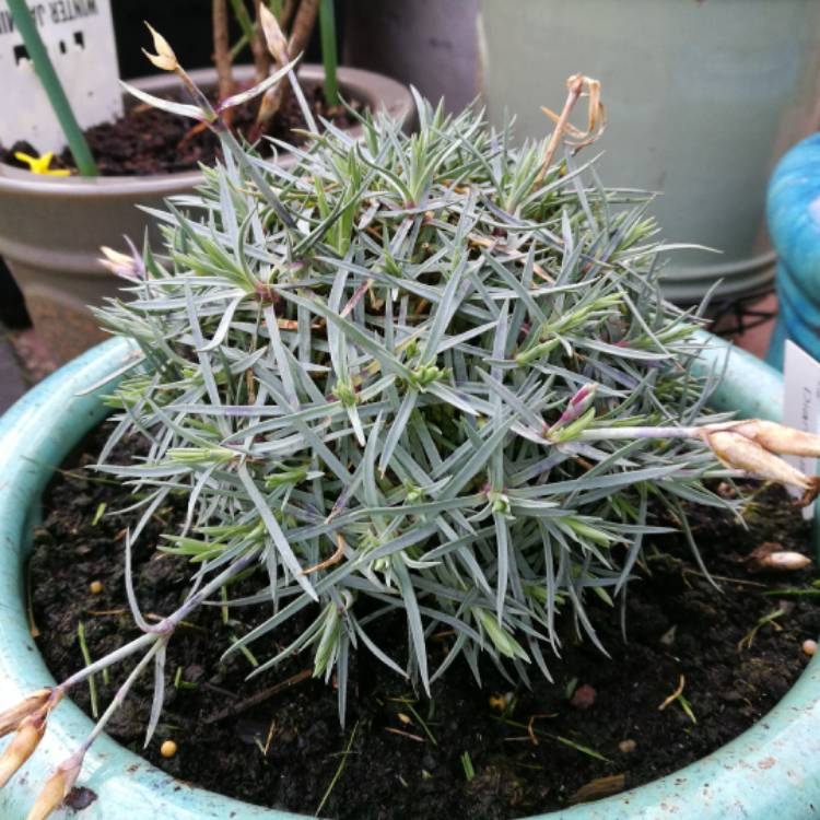 Plant image Dianthus 'Devon Xera 'Firestar'