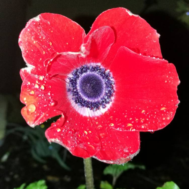 Plant image Anemone