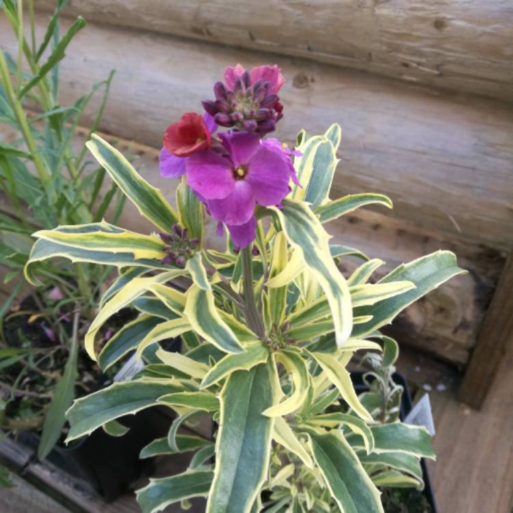 Plant image Erysimum linifolium 'Variegatum'