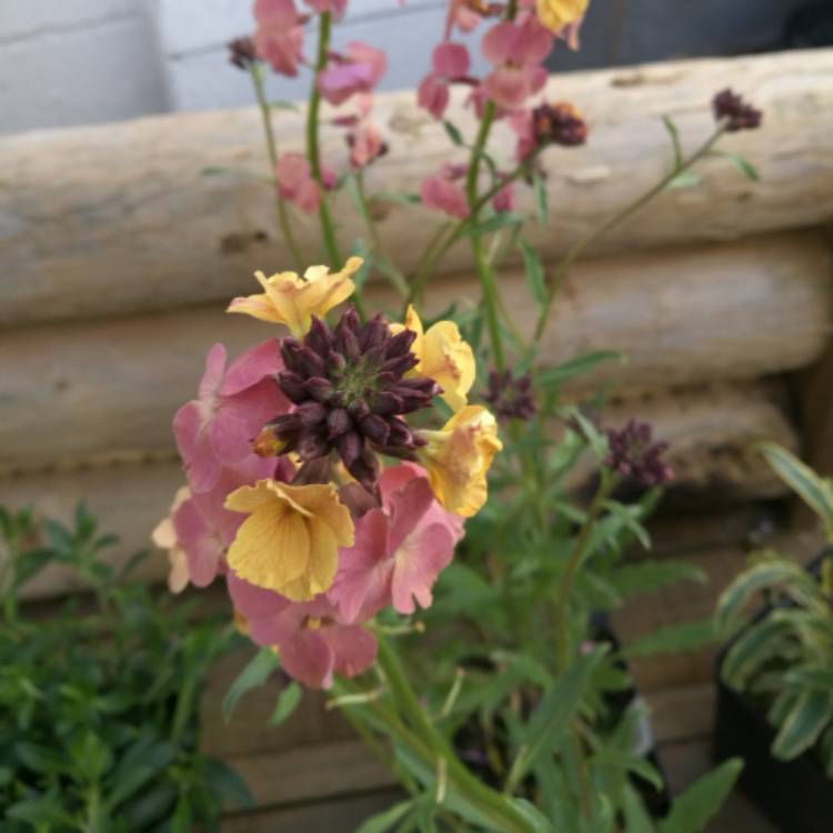 Plant image Erysimum 'Pastel Patchwork'