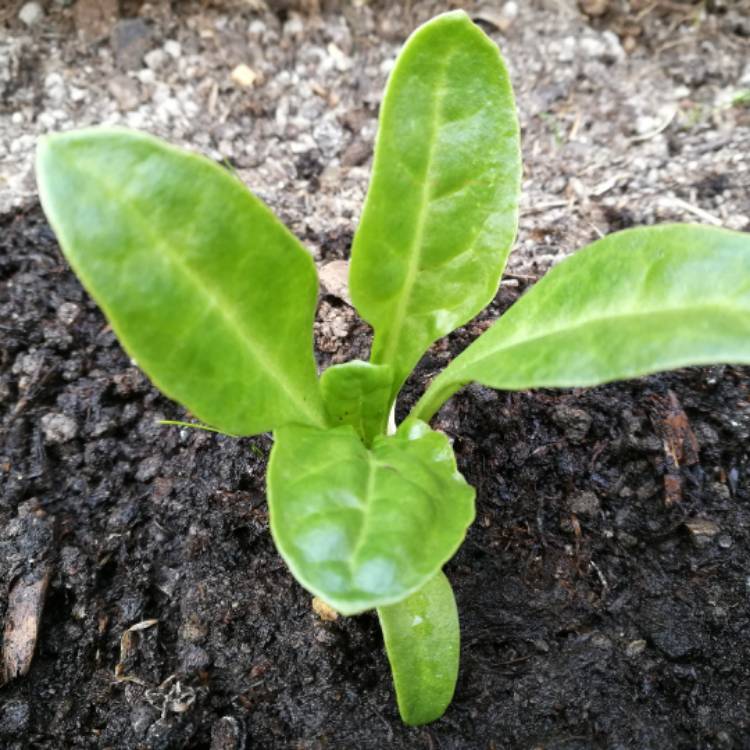 Plant image Beta Vulgaris var Cicla