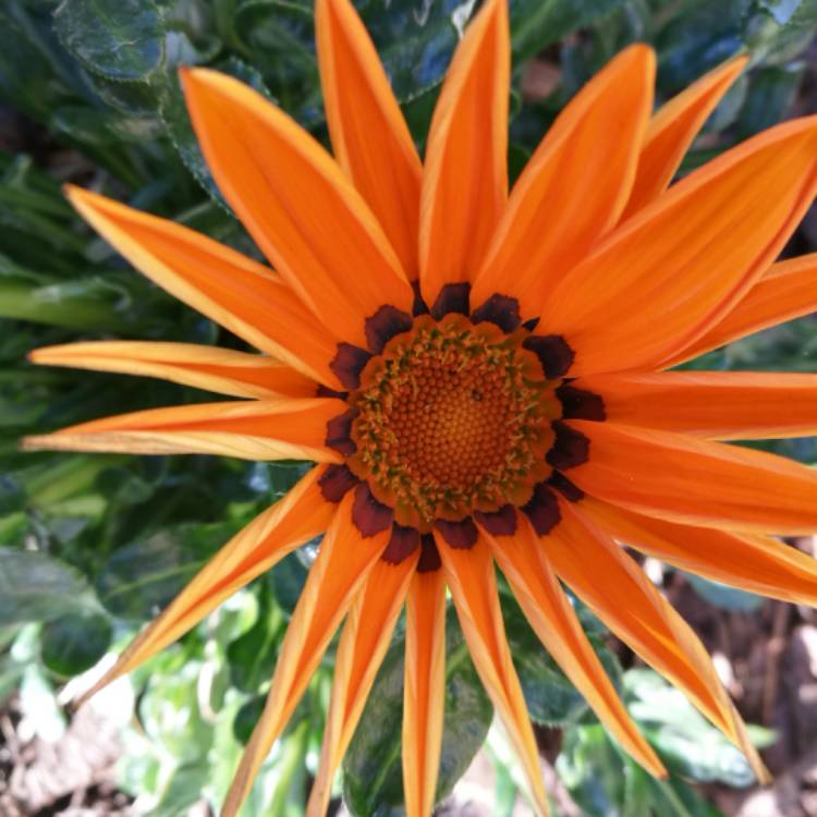 Plant image Gazania 'Kiss Mix'