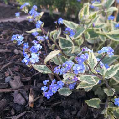 Brunnera macrophylla 'Hadspen Cream'