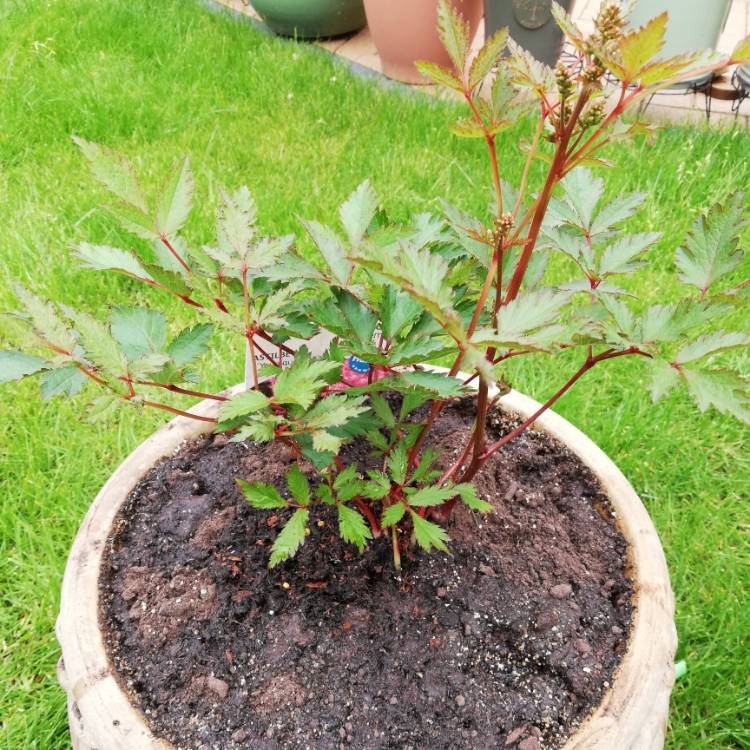 Plant image Astilbe 'Younique Pink'