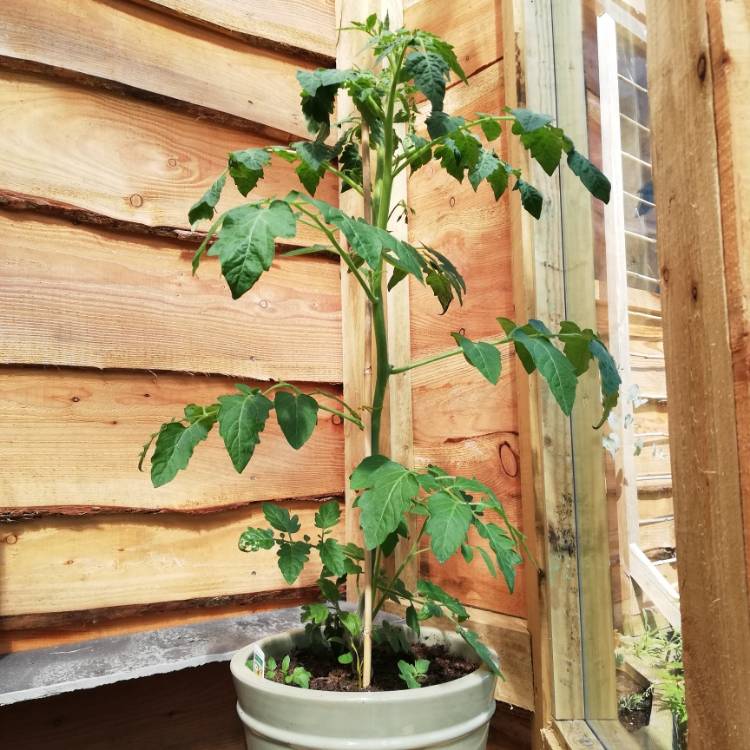 Plant image Solanum Lycopersicum 'Sunbaby'