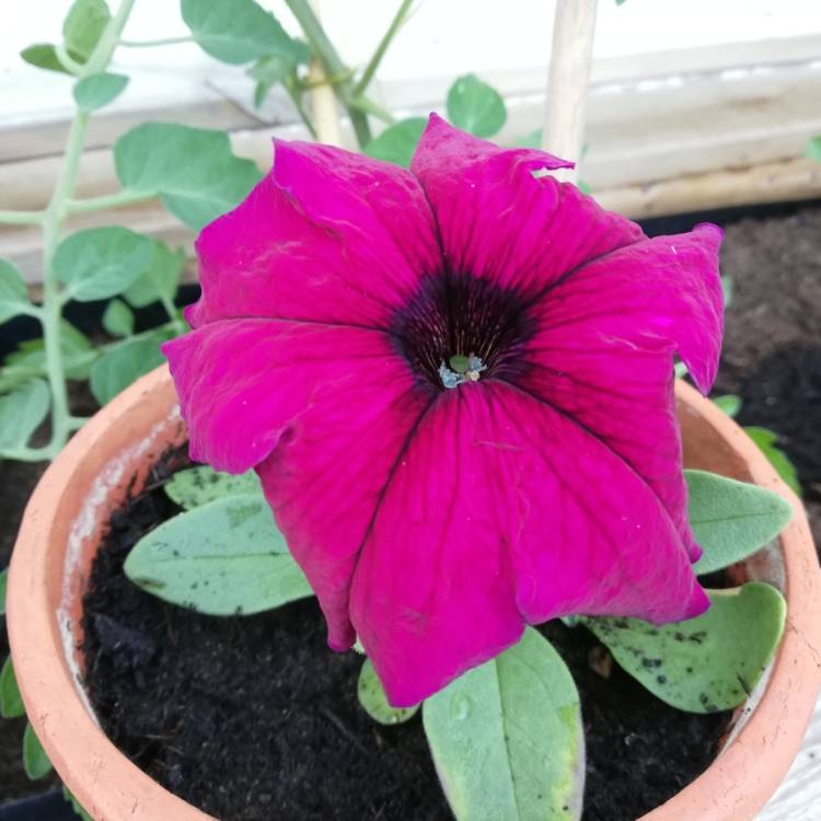 Plant image Petunia 'Burgundy'