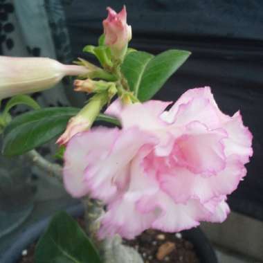 Adenium obesum