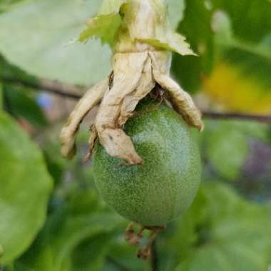 Passiflora edulis