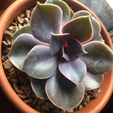 Echeveria Perle Von Nurnberg