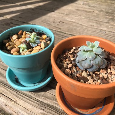 Echeveria Desmetiana v. Subsesslis