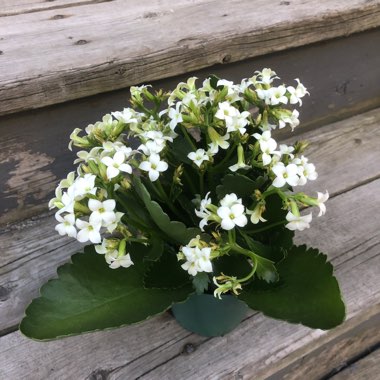 Kalanchoe Blossfeldiana