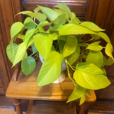 Epipremnum aureum 'Neon'