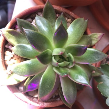 Echeveria Agavoides